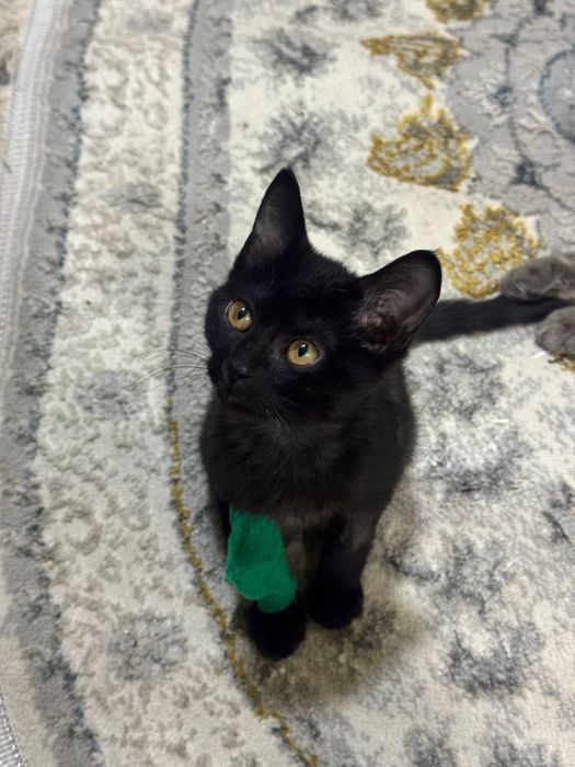 Британский котенок