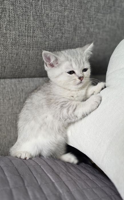 Скоттиш страйт шиншилла девочка