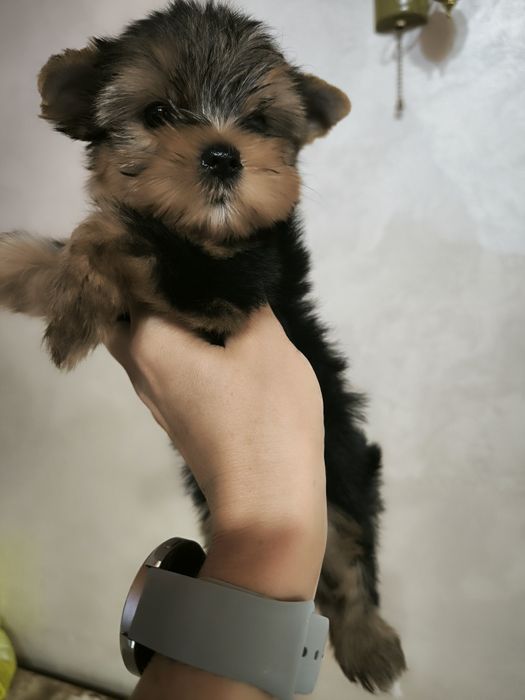 Продам мини девочек йоркширского терьера