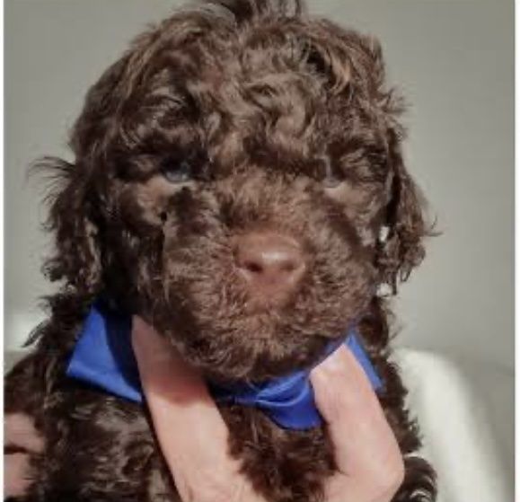 Мини пудел той  пудел