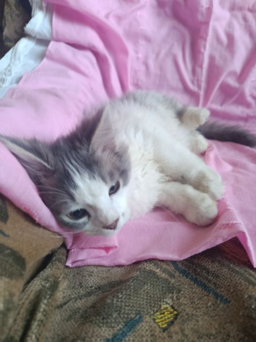 Шотландский котенок мальчик