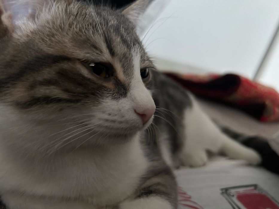 Отдам котенка в добрые руки