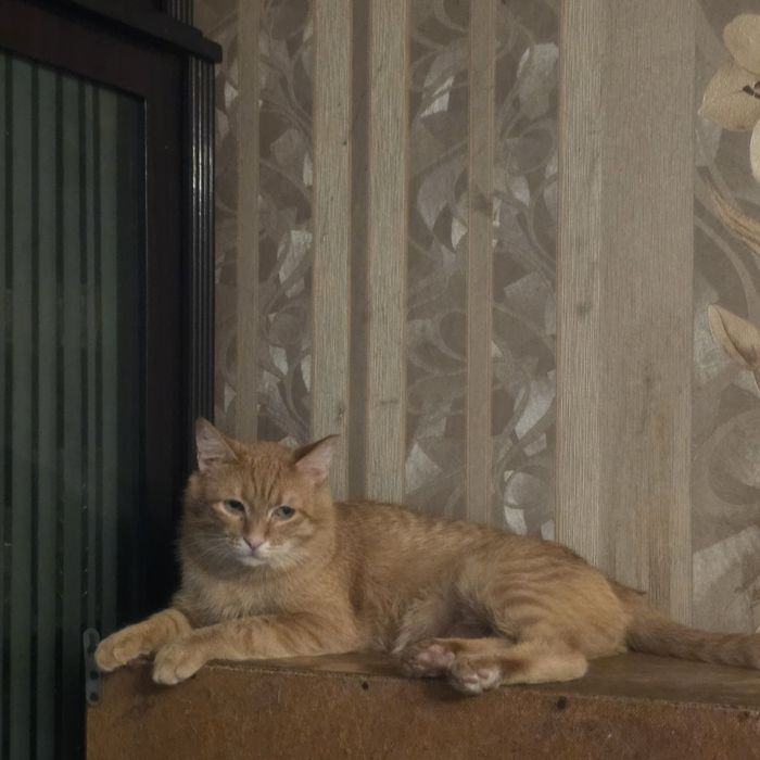 Лёвушка в поиске лучших хозяев