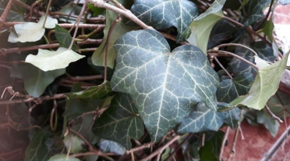Puieti de iedera ( HEDERA HELIX) la pret de producator +alte specii