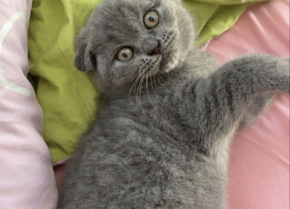 Котята фолд и страйк