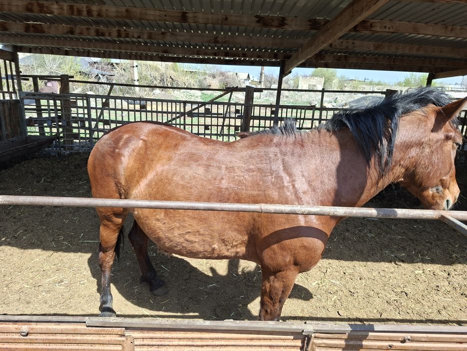 Семіз бие,Жырный кабыла.