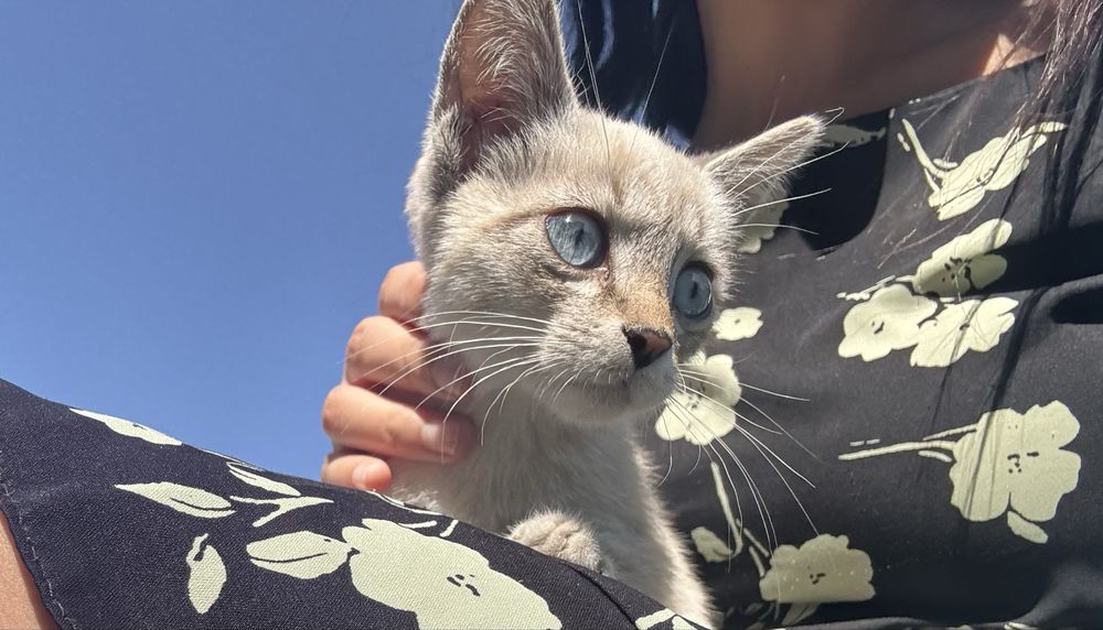 Котенок в добрые руки