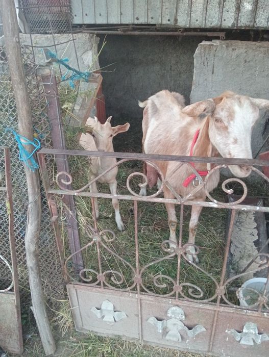 Vind sau schimb ieduță
