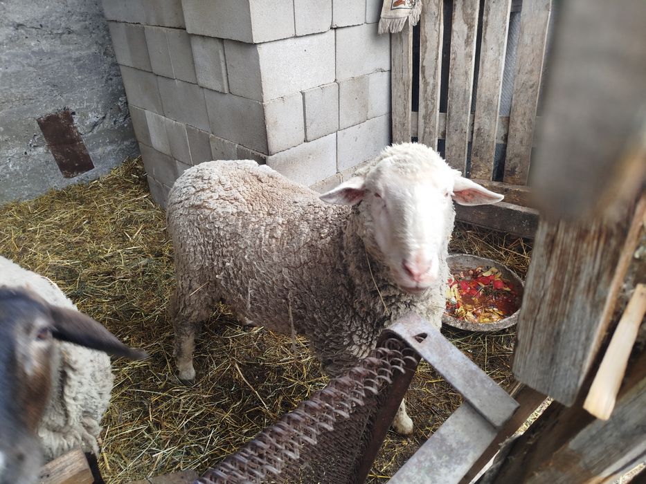 Баран мальчик меринос