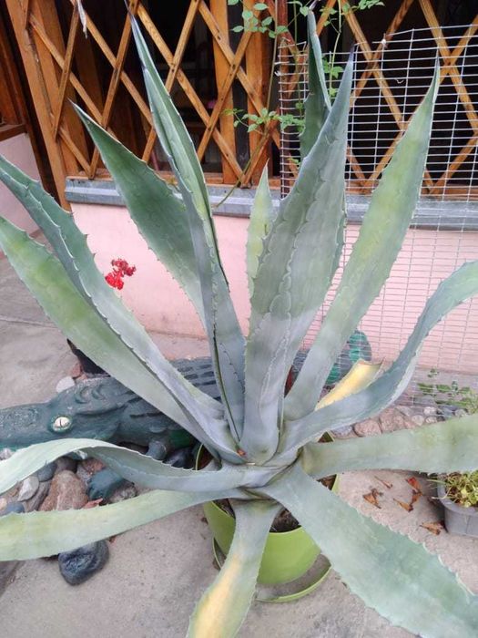 Комнатные цветы. Агава