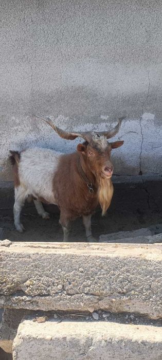 Titlu: Țap Carpatin românesc pentru reproducere – sănătos și viguros