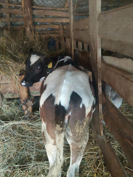 Vând vițea bălțată românească