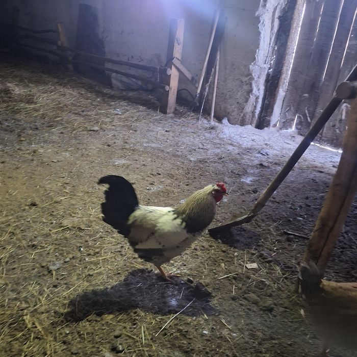 Продам петухов молодняк