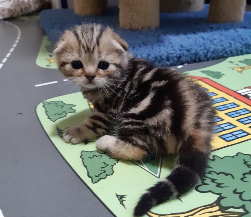 Шотландские котята Престиж