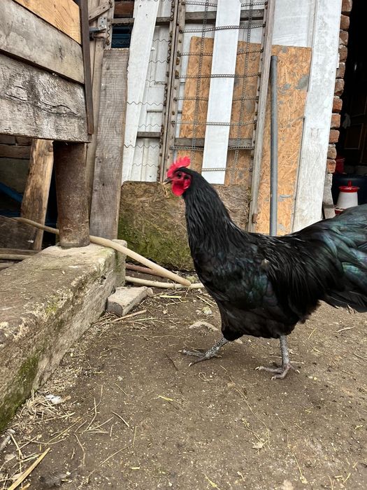 Vând cocoș Australorp