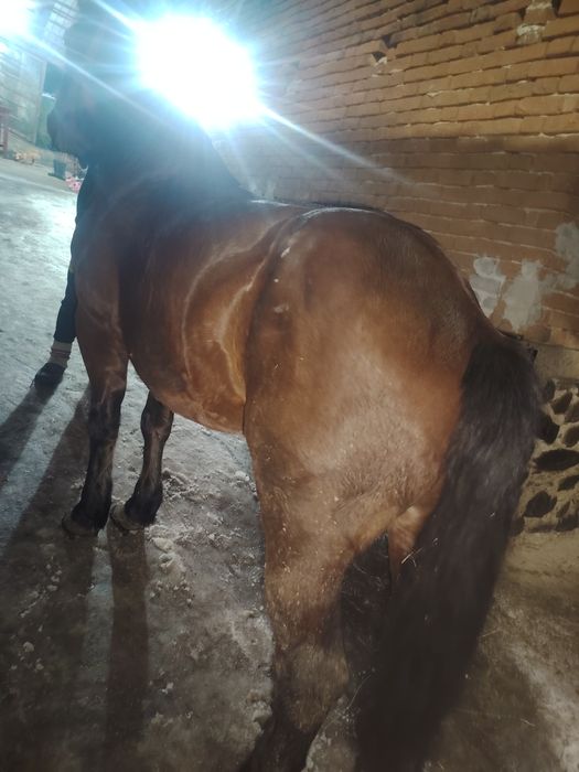 Vând cal 5 ani cuminte