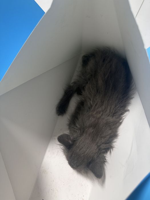 Котенок ищет семью