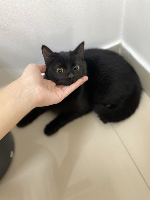 Отдам котика в добрые руки