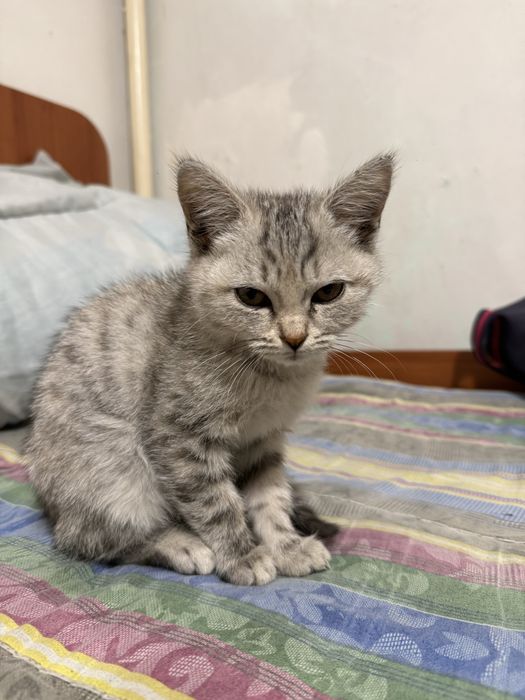Британский котёнок в добрые руки