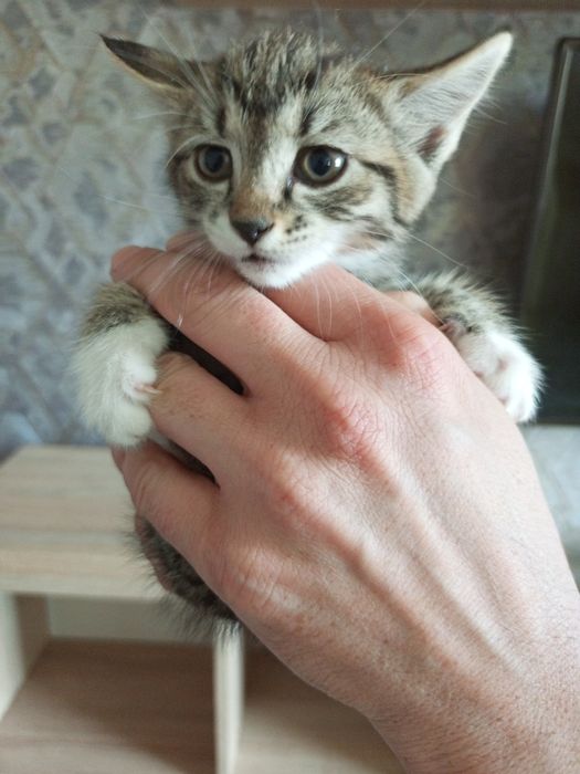 Отдам котят в хорошие руки!