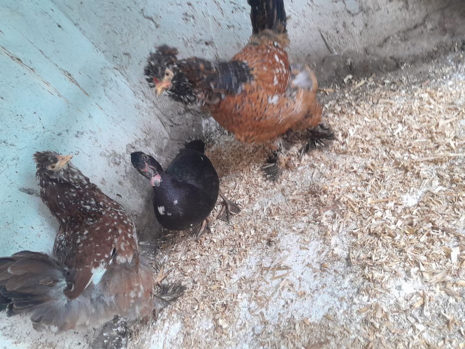 Găini și cocoși strumski