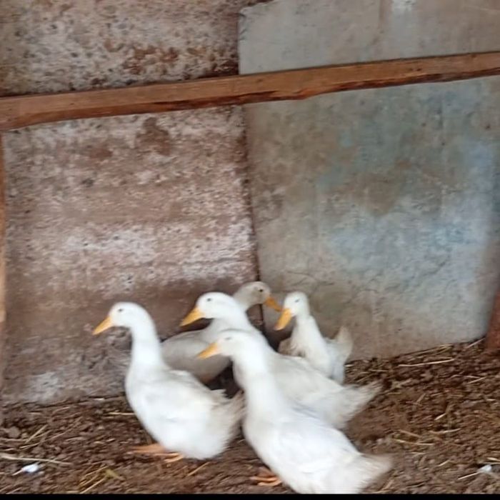 Уткалар сатылады