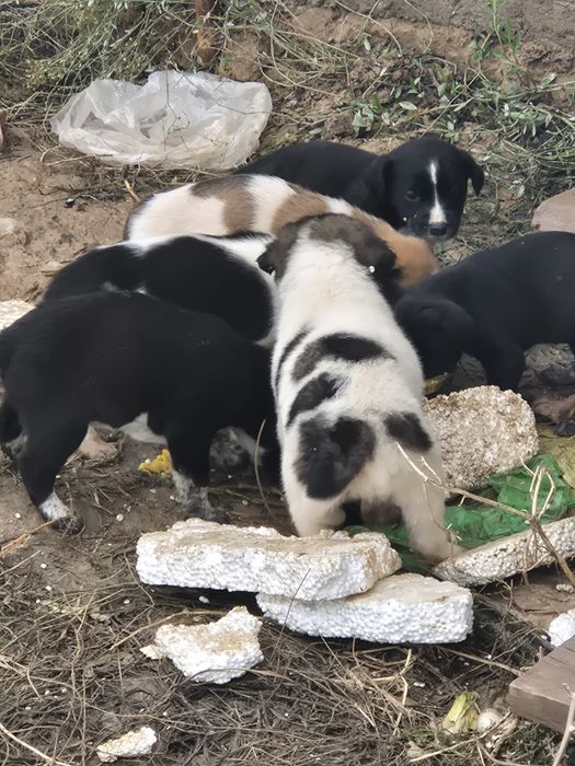 Отдам в добрые руки  щенки.