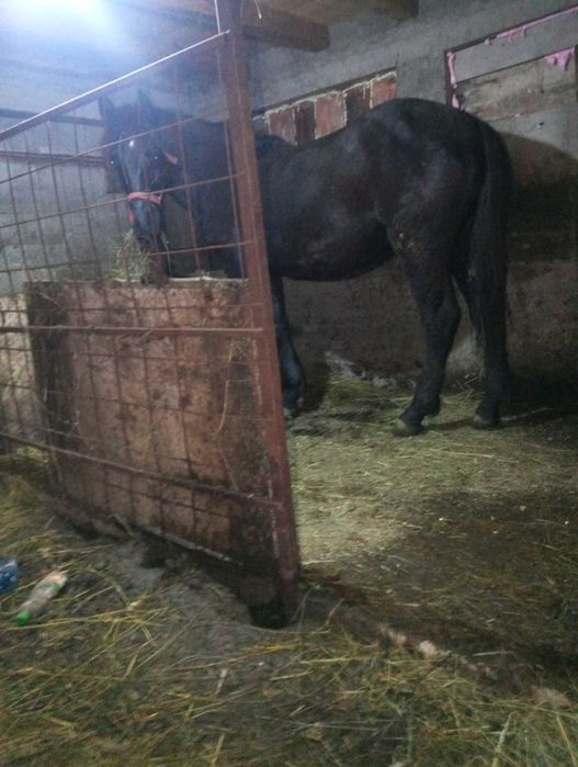 Vând cârlan de 1 an și 8 luni