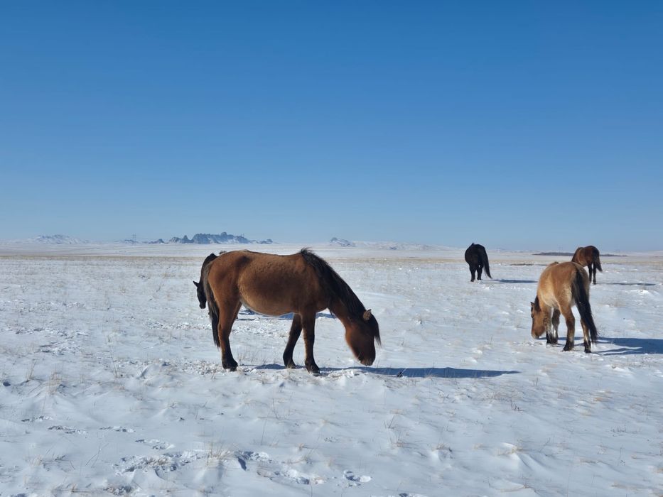 Мұғалжар байталдар сатылады