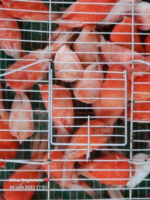 Canari CEAPAR  ,malinoa