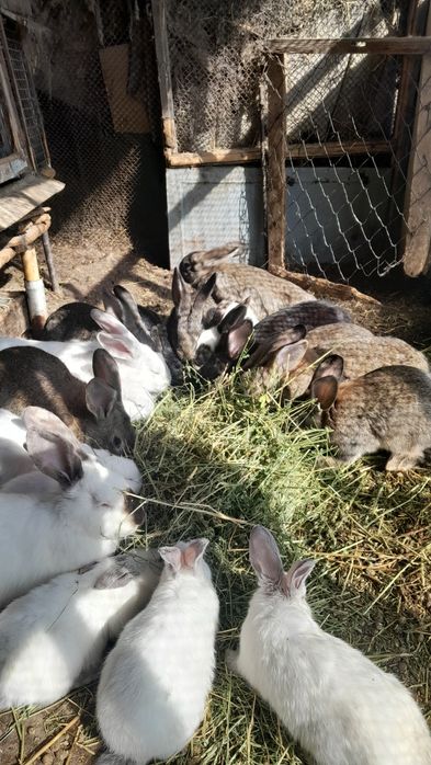 Продам.   кроликов