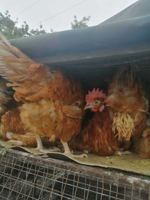 Куры несушки красные Ломан Браун