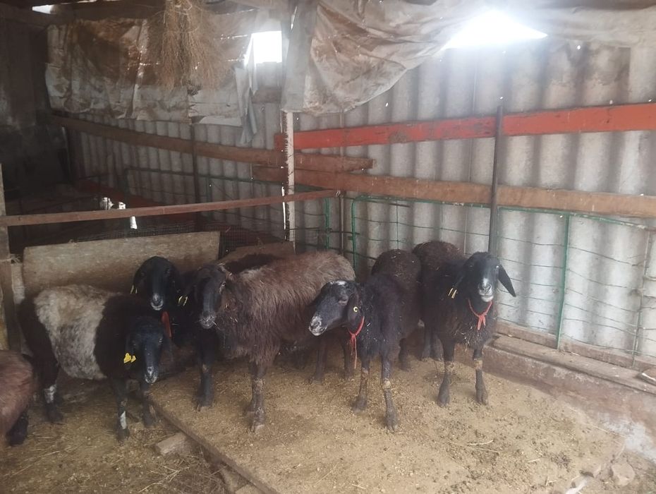 10 БАС Қозылы қойлар бар