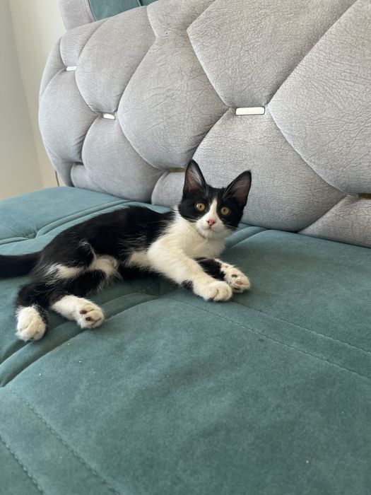 Отдадим в хорошие руки