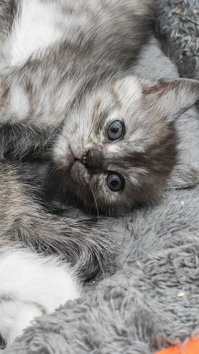 Отдам котят 1,5 месяца