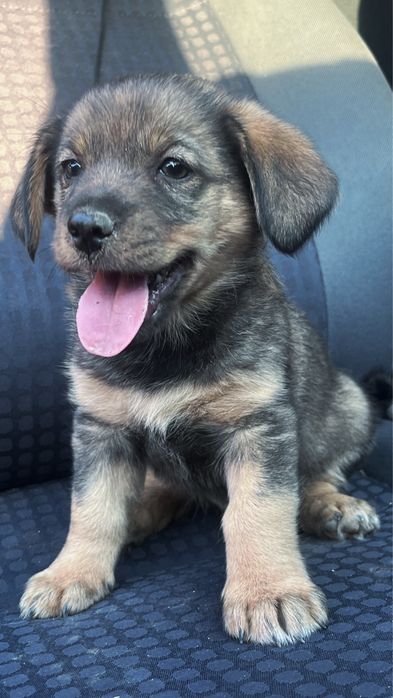 Adopție, cățeluși