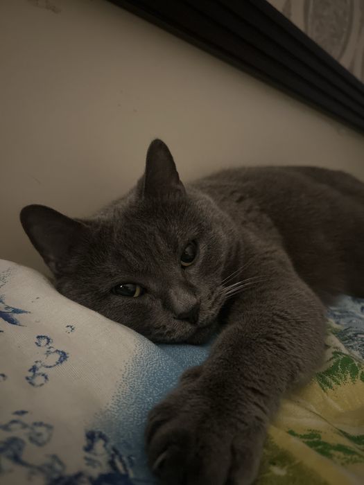 отдам бесплатно