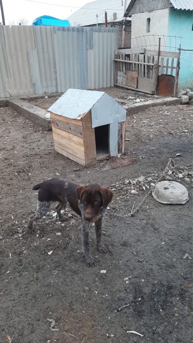 охотничний собака