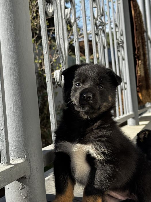 Щенки девочки 1,5 месяца