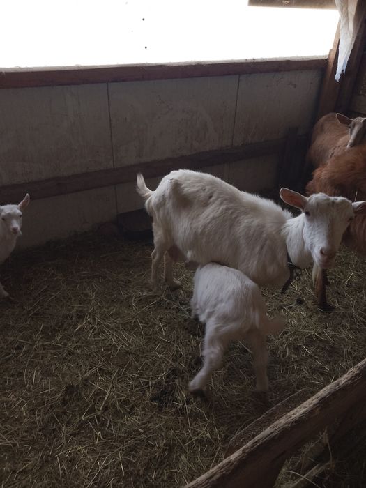 Vând capre sannen și metis de sannen cu alpină