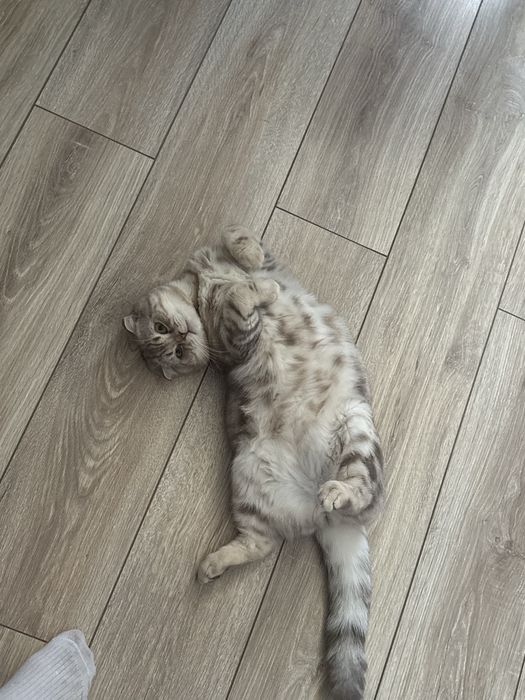 кот вислоухий на вязку
