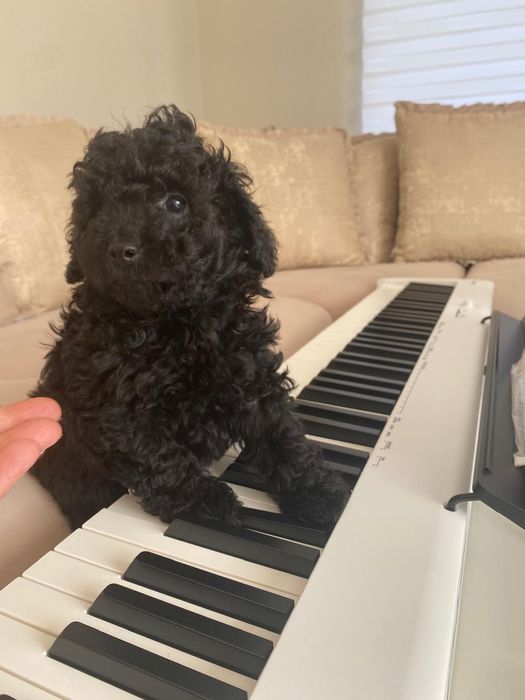 Той пудел (мъжки)