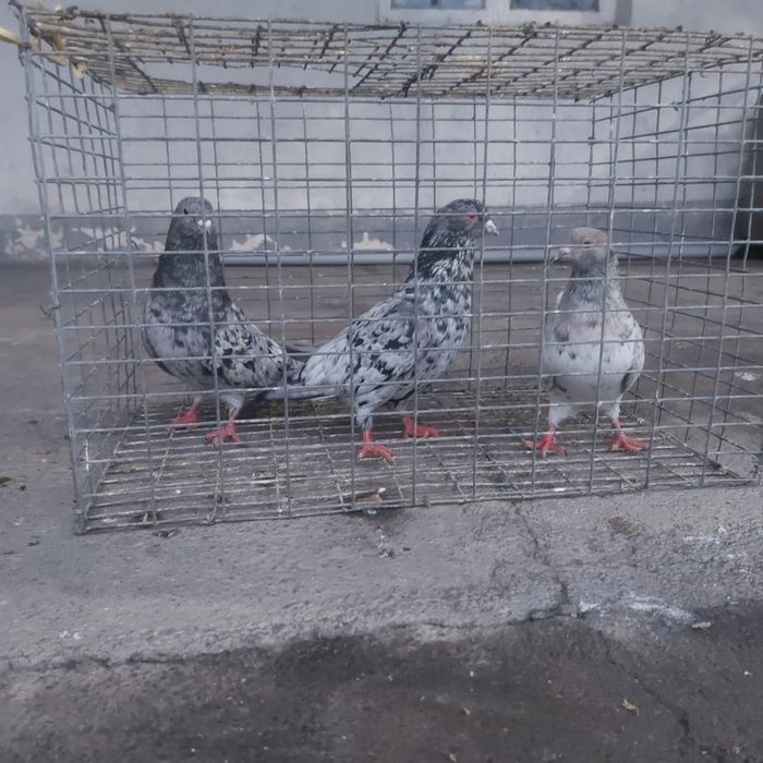 Челкар  2 самец 1 самка лет игра