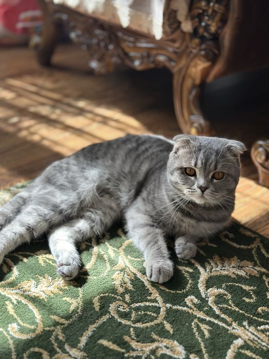 Продаётся шотландский вислоухий кот