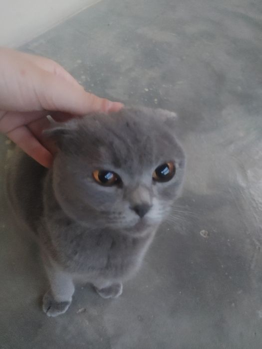 Scottish Fold,1,5 – 2,5 yosh,aqlli va odamga tez o‘rganuvchan,