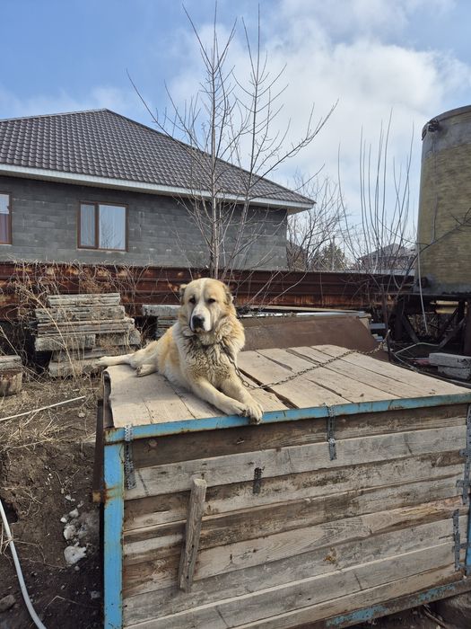 Отдам в хорошие руки