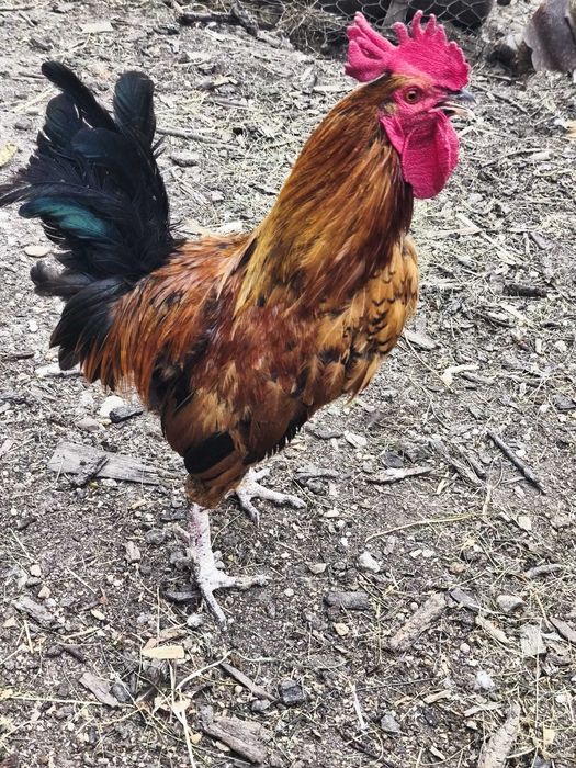Cocosi de vânzare