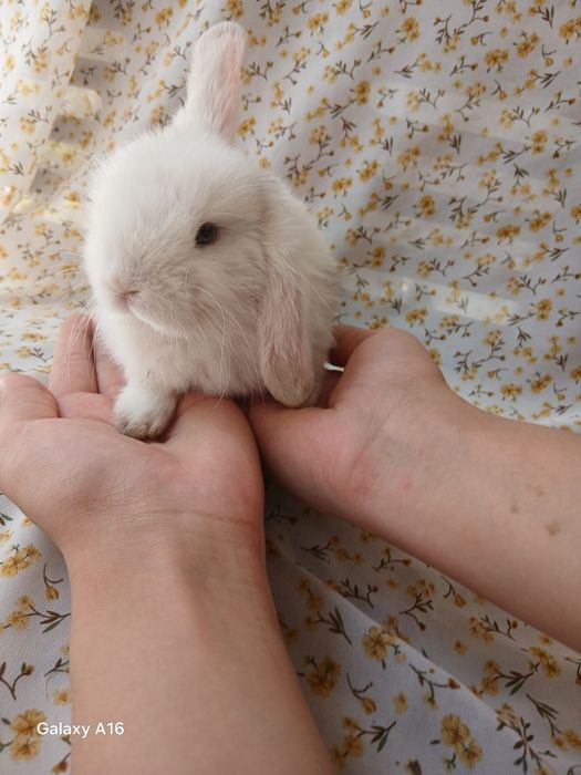 Карликивий куйонлар зоттор куйонлар