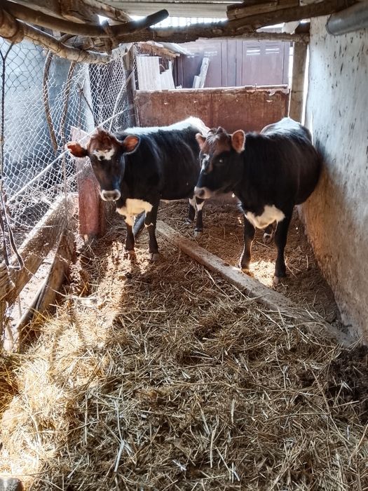 Коровы и быки.Продам