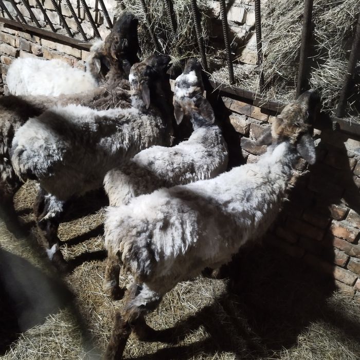 Токтылар сатылады